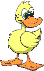 Gif Canard 3