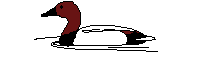 Canard Plonge