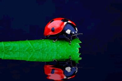 Gif Coccinelle 001