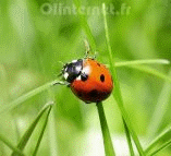 Gif Coccinelle 007