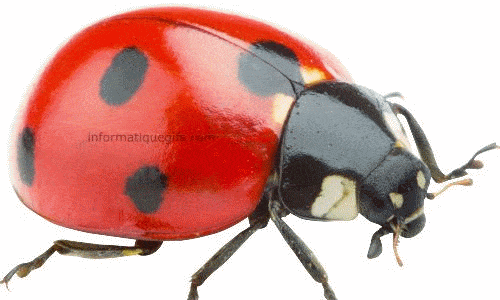 Gif Coccinelle 010