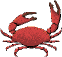 Gif Crabe 3