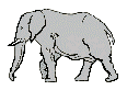 Gif Elephant 7