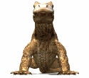 Gif Dragon De Komodo 2