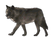 Gif Loup