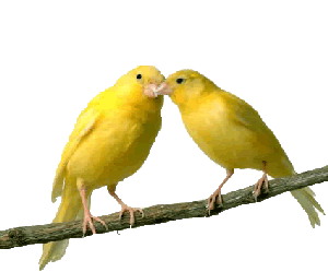 Gif Oiseau Couple 001