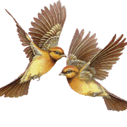 Gif Oiseau Couple 002