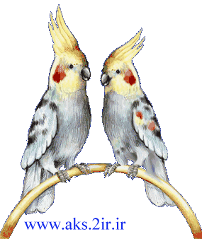 Gif Oiseau Couple 003