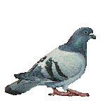 Gif Pigeon 2
