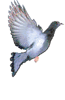 Gif Pigeon Vole