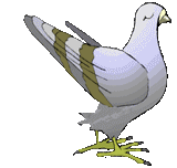 Gif Pigeon