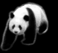 Gif Panda