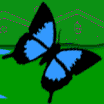 Gif Papillon Bleu Noir