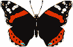 Gif Papillon Noir Orange