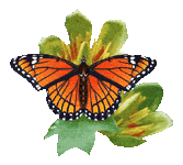 Gif Papillon Orange 3