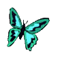 Gif Papillon Turquoise
