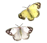 Gif Papillons