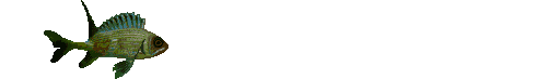 Gif Poisson Gauche Droite