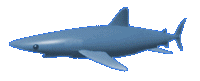 Gif Requin 3