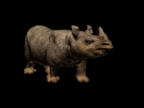Gif Rhinoceros 7