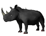 Gif Rhinoceros Noir 3
