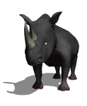 Gif Rhinoceros Noir