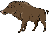 Gif Sanglier