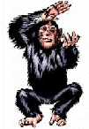 Gif Chimpanze Danse