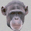 Gif Chimpanze Fronce Les Sourcils
