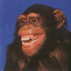 Gif Chimpanze Sourire