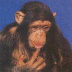 Gif Chimpanze