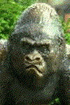 Gif Gorille 2