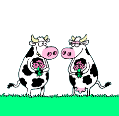 Gif Vaches Amoureuses