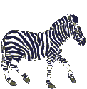 Gif Zebre